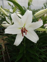 [4325 Constanta VZ No02.JPG]